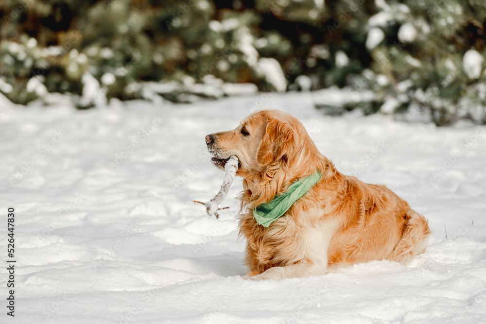Golden retriever dog in winter time Golden retriever dog in winter time