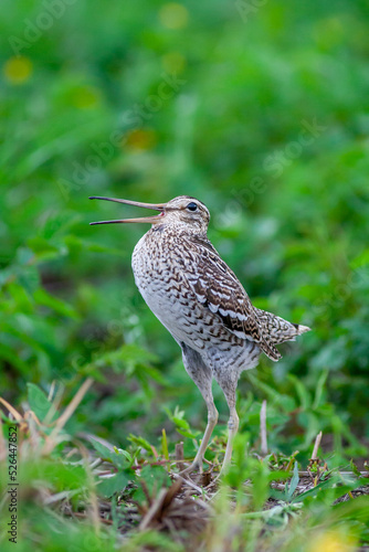 Great snipe. Displaying bird in spring. Gallinago media photo