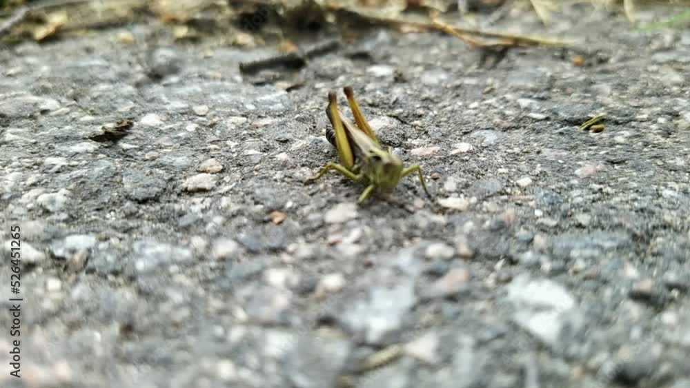 grasshopper on the pavement at daytime grasshopper on the pavement at daytime