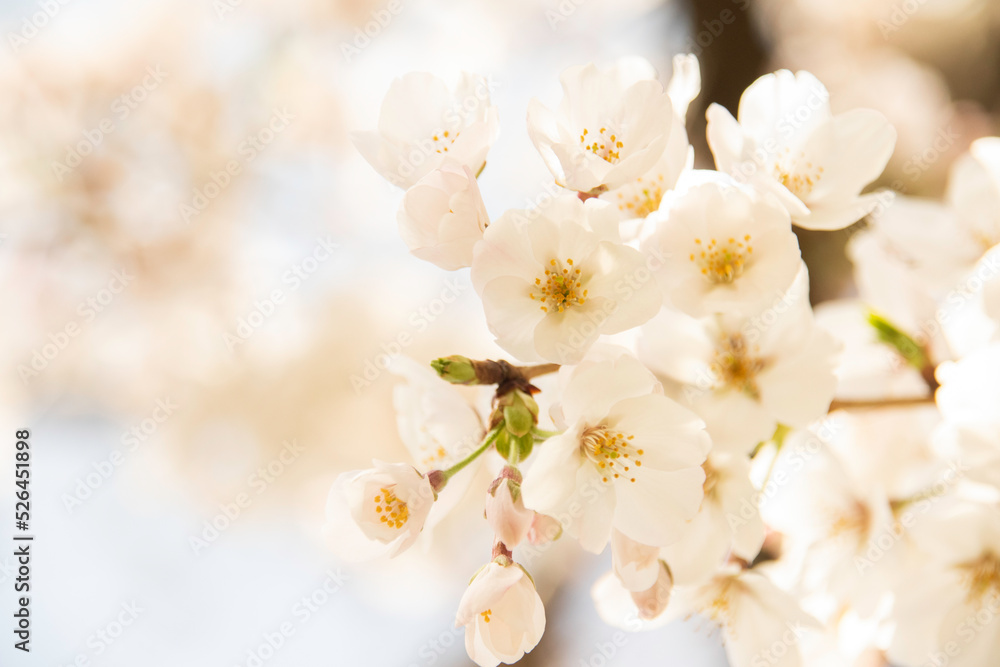 桜 桜