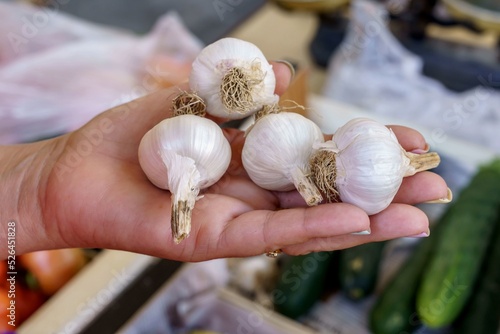 Woman's hand holding raw garlic from organic farming