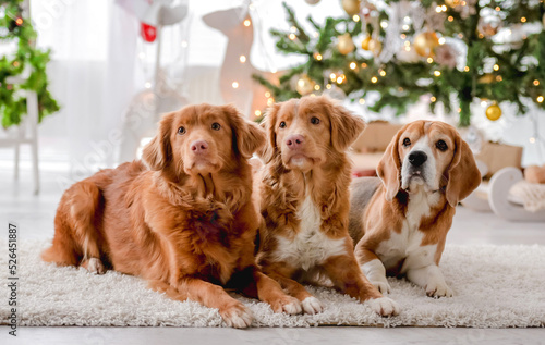Toller retrievers and beagle in Christmas time © tan4ikk