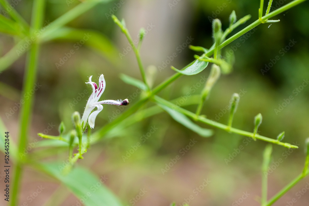 Andrographis paniculata the local Asia Herb plant for anti-virus medicine Andrographis paniculata the local Asia Herb plant for anti-virus medicine