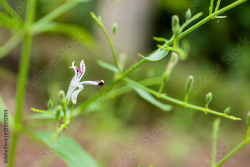 Andrographis paniculata the local Asia Herb plant for anti-virus medicine