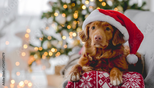 Toller retriever in Christmas time