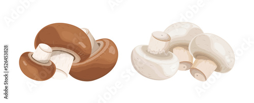 White and brown champignons, whole mushrooms. Vector illustration isolated on white background
