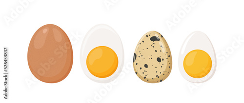 Raw chicken and quail eggs whole and boiled cut in half with yolk, vector illustration isolated on white background
