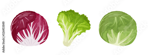 Iceberg, radicchio and leafy green lettuce, vector Illustration on white background, banner