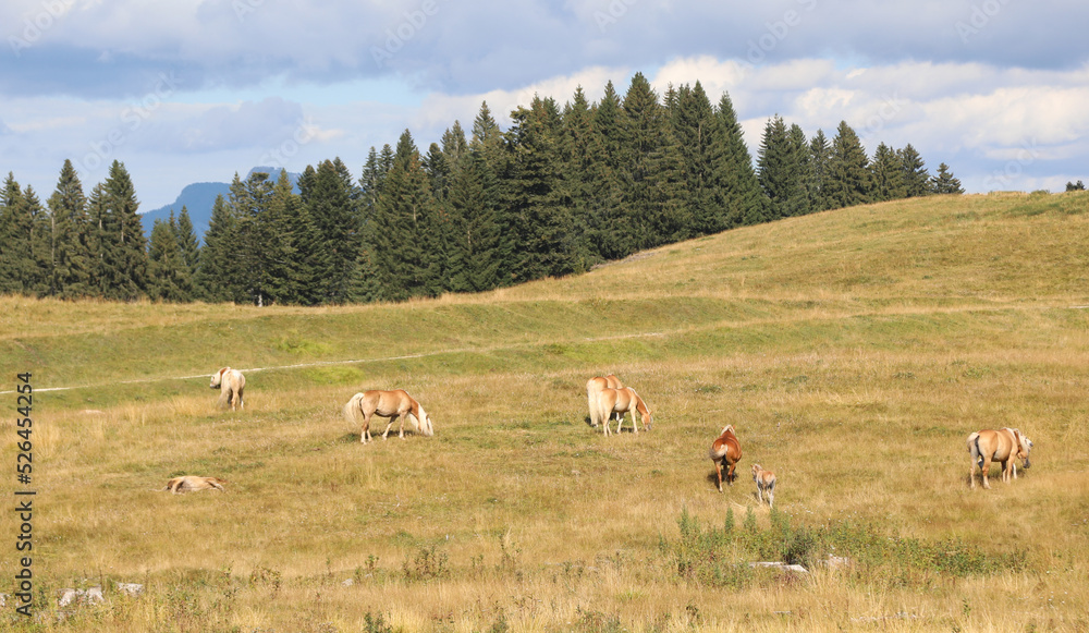 herd of horses in the wild  in summer
