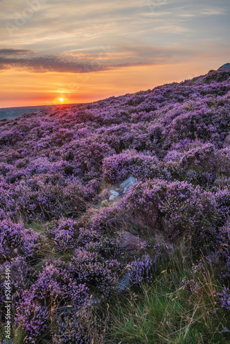 Beautiful late Summer sunrise in Peak District over fields of heather in full bloom around Higger Tor and Burbage Edge