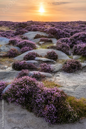 Beautiful late Summer sunrise in Peak District over fields of heather in full bloom around Higger Tor and Burbage Edge photo