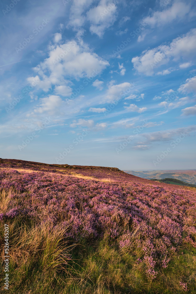 Naklejka premium Beautiful late Summer sunrise in Peak District over fields of heather in full bloom around Higger Tor and Burbage Edge