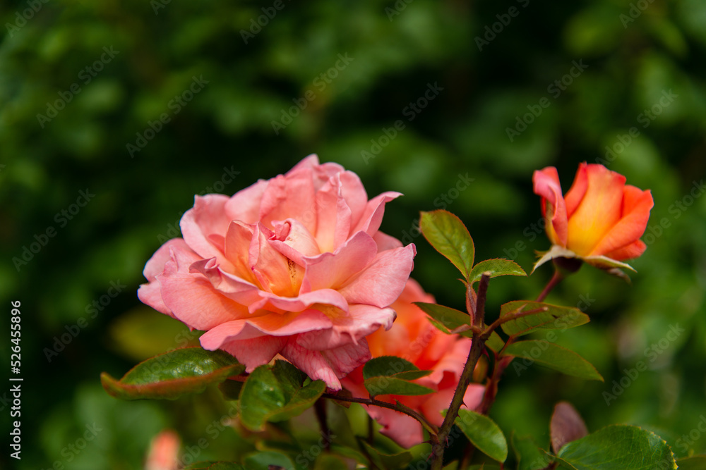 garden rose