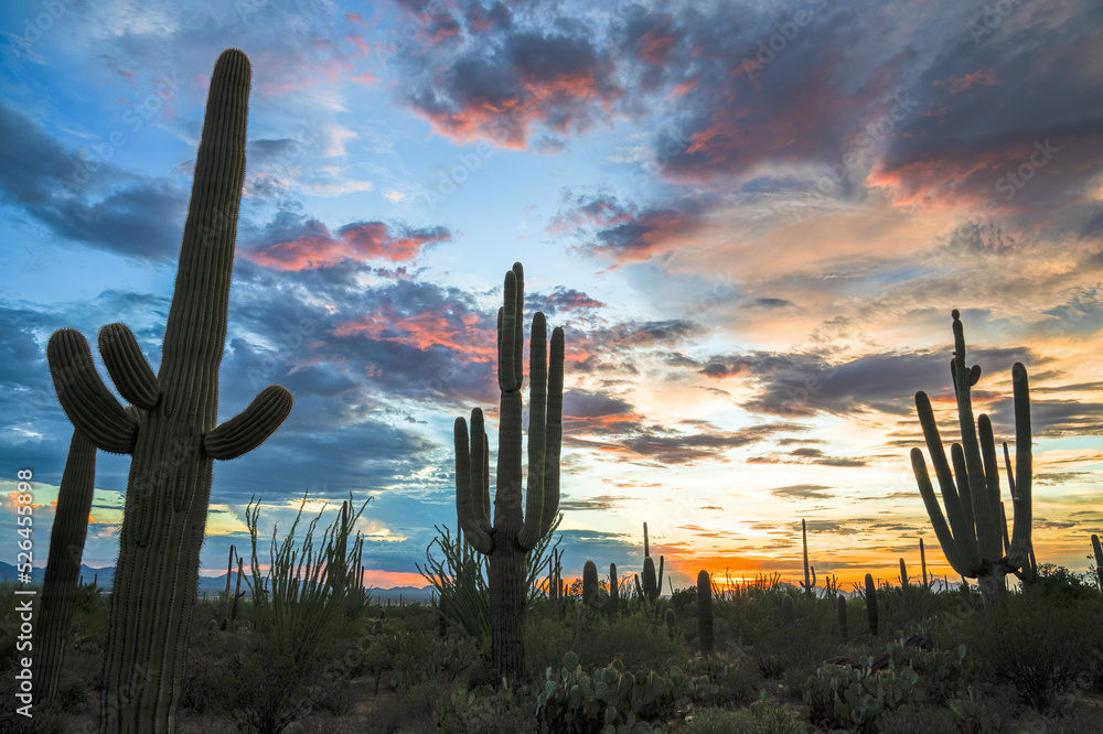 Sunset in the Saguaro National Park with Cacti in the foreground, Saguaro West, colourful evening sky in the Sonora Desert