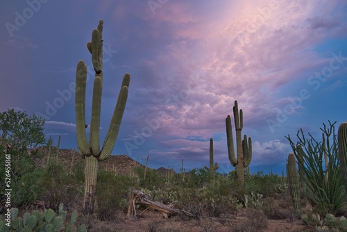 Sunset in the Saguaro National Park with Cacti in the foreground, Saguaro West, colourful evening sky in the Sonora Desert