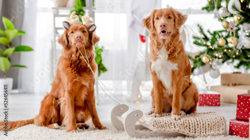 Toller retriever dogs in Christmas time © tan4ikk