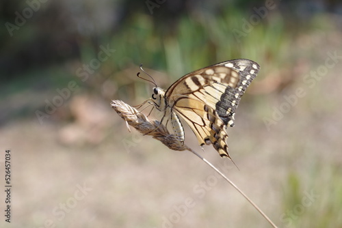 Papillon Machaon sur une tige
