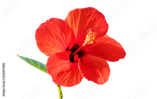 Flower of Hibiscus rosa-sinensis   known as Chinese hibiscus  China rose  Hawaiian hibiscus  rose mallow  shoeblack plant.
