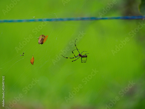巣を作る女郎蜘蛛 photo