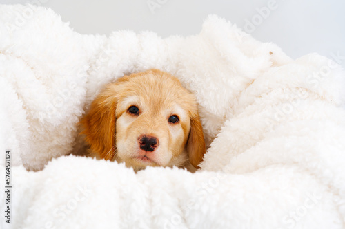 Cute Blond puppy lying on white blanket. Cute golden Hovawart puppy. This is a breed of Hovawart bred in Germany as a watch dog. young puppy.