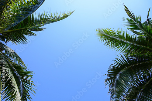 coconut trees on beach  natural background