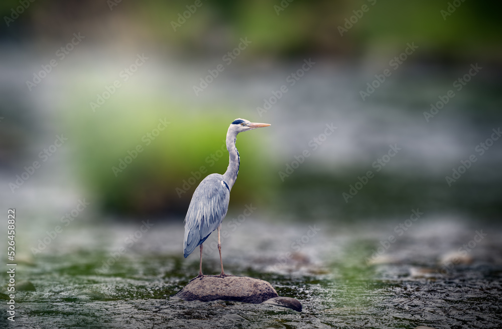 Grey Blue Heron standing on a rock in the river Grey Blue Heron standing on a rock in the river