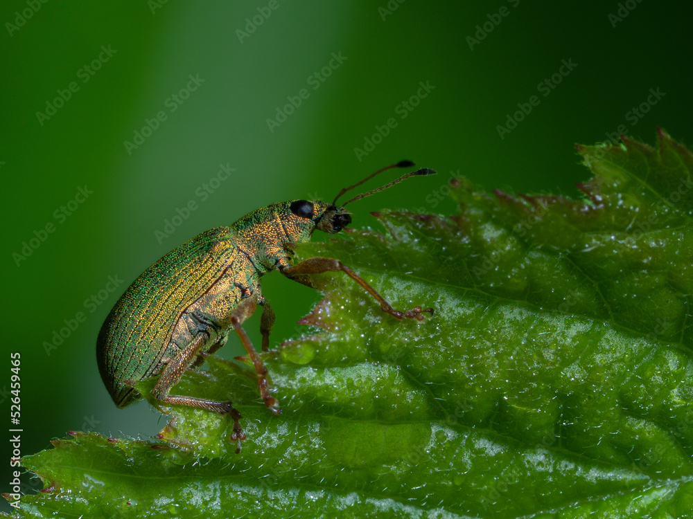 Fototapeta premium Climbing the Leaf