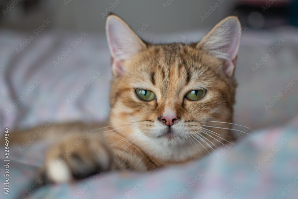 Talking cat look into my eyes. Talking cat look into my eyes.