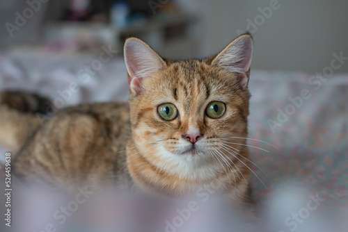 Wallpaper Mural Talking cat look into my eyes. Torontodigital.ca