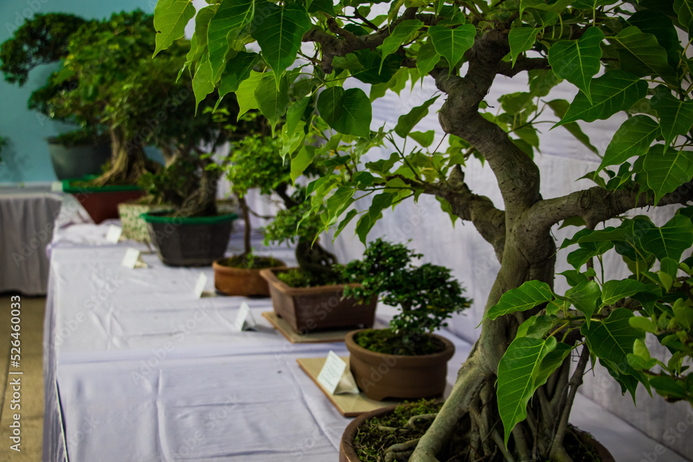 Bonsai tree exhibiton on August 27, 2022