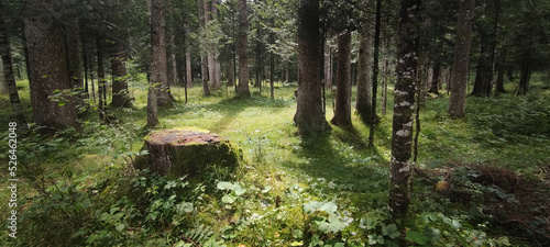 Foresta delle Dolomiti - Val Da Rin