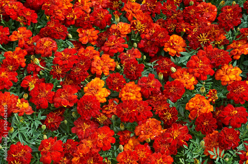 Close up of colourful red and orange. Marigold, Tagetes