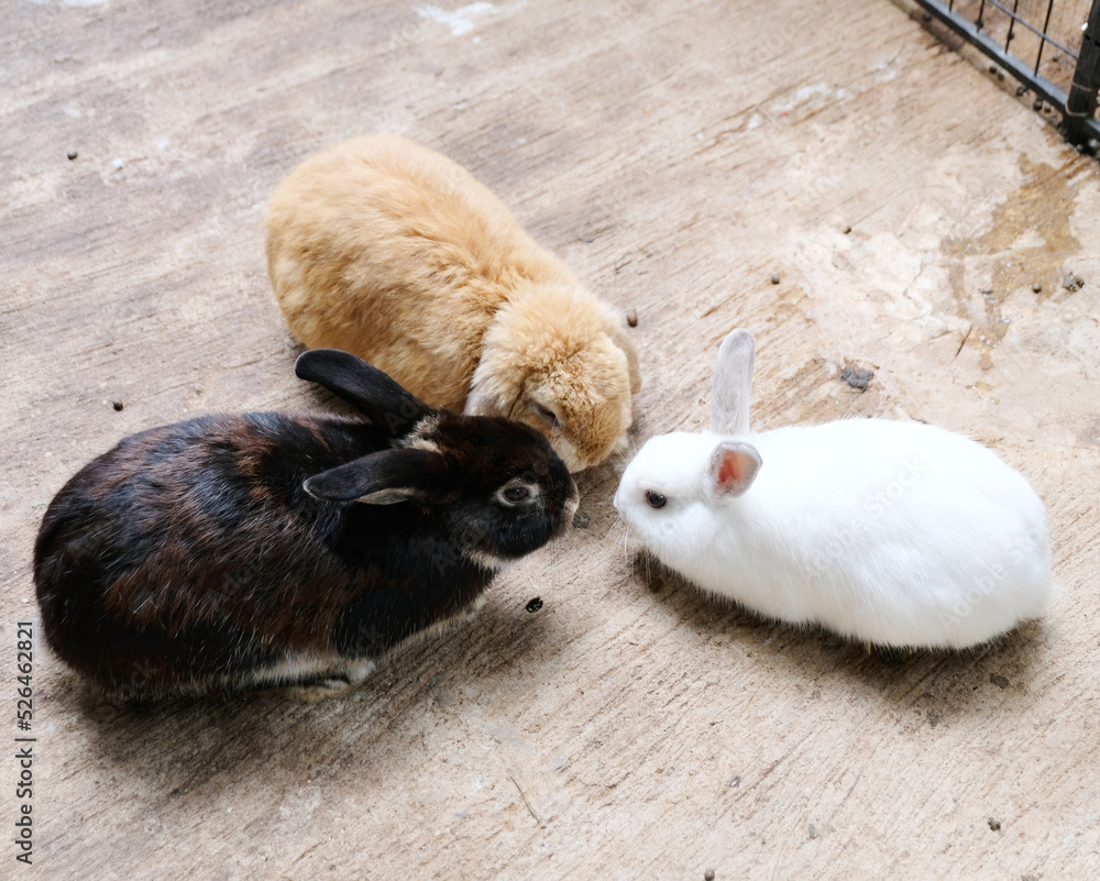 Three Cute Lop-Pretty rabbit eating a carrot in the fence, white and ...