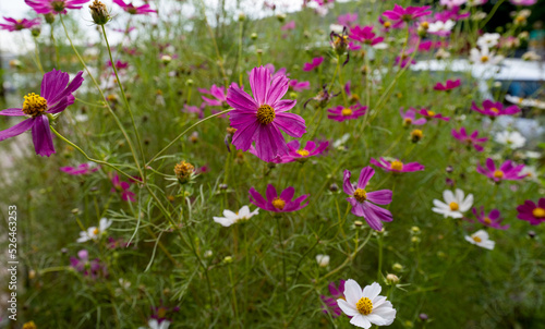 cosmea flowers in the flowerbed