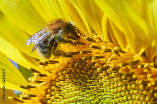 Bee collects nectar from sunflower.