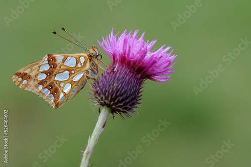 Queen of Spain fritillary (Issoria lathonia),  a butterfly of the family Nymphalidae, perching on a thistle photo