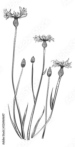 Knapweed flower. Bluets plant. Hand drawn centaury photo