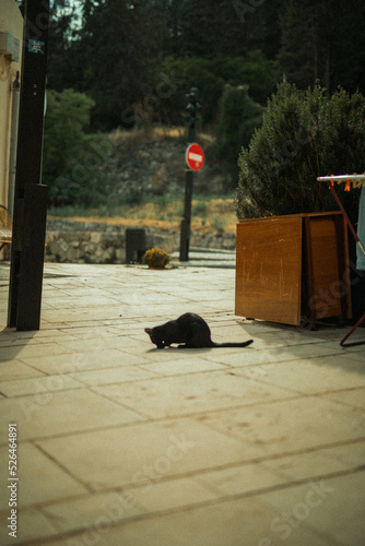 gato