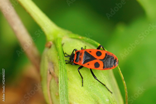 Closeup on the colorful red firebug , Pyrrhocoris apterus sitting on a green leaf photo