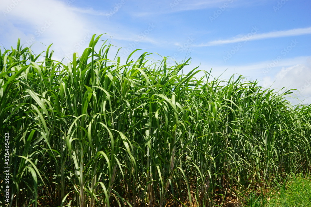 Sugar Cane Field in Kohama-jima Island, Okinawa, Japan - 日本 沖縄 小浜島 さとうきび畑