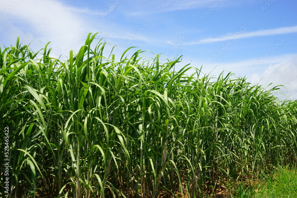 Sugar Cane Field in Kohama-jima Island, Okinawa, Japan - 日本 沖縄 小浜島 さとうきび畑 Sugar Cane Field in Kohama-jima Island, Okinawa, Japan - 日本 沖縄 小浜島 さとうきび畑