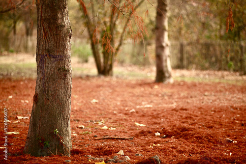 tapis de feuilles d'automne