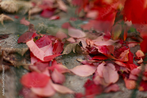 tapis de feuille d automne