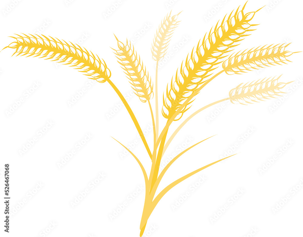 Wheat, barley with transparent background Wheat, barley with transparent background