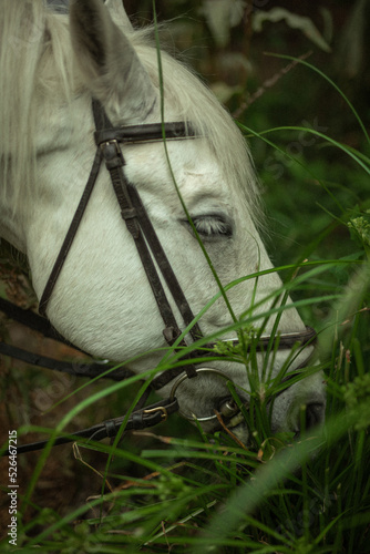 Caballo