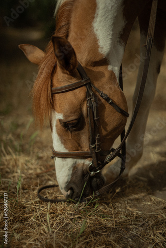 Caballo