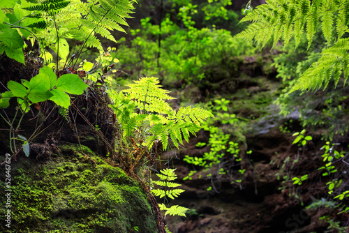 Natural landscape - view of the rocks covered with moss and ferns in the forest  Saxon Switzerland  Germany