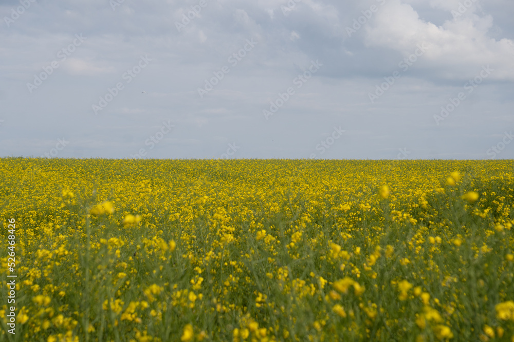field of rapeseed field of rapeseed