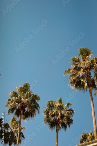 Palmeras