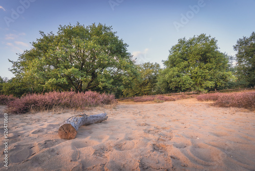 Fototapeta Naklejka Na Ścianę i Meble -  Wrzosowiska na wydmach w tle drzewa, piękny poranek. Idylliczny krajobraz.